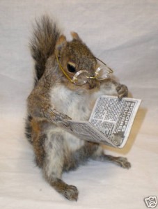 squirrel-reading-book